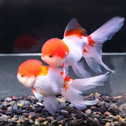 金鱼活鱼鹤顶红鸿运当头冷水鱼观赏鱼好养红狮头鱼苗淡水耐东耐冻