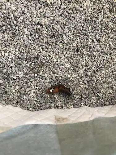 奶猫粑粑什么颜色才是正常的