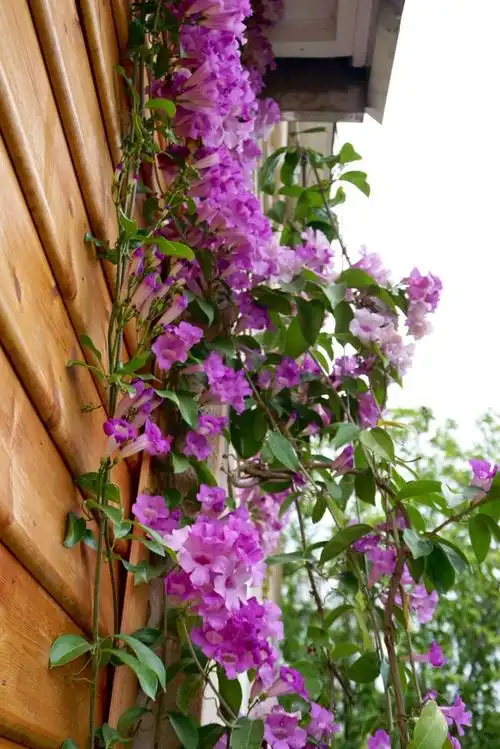 蒜香藤艳而不俗,上个月刚开的一拔,没想到这周