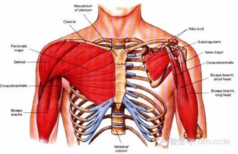 胸部由两块肌肉组成,这两块肌肉一起完成了胸大肌的功能.