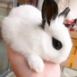 小兔子活体宠物兔宝宝图片