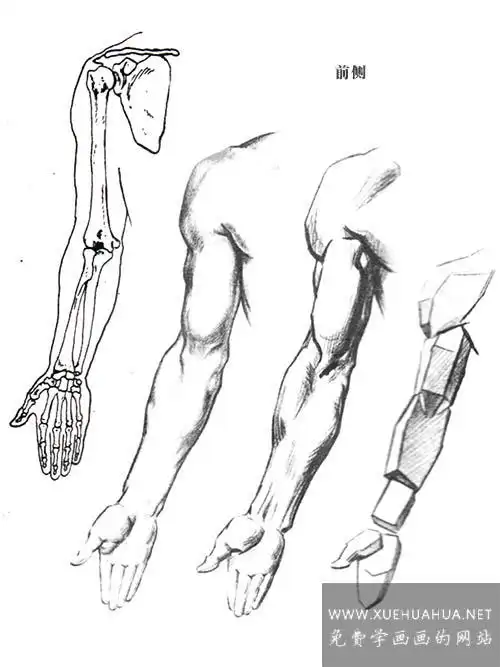 绘画基础上肢手臂的结构与基本形