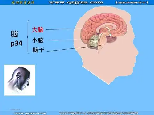 1人体的神经调节 1(苏科八上)ppt 脑 p34 大脑 小脑 脑干