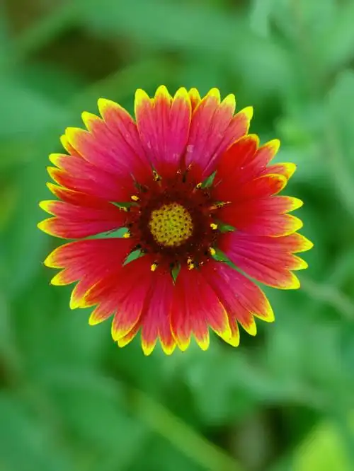 天人菊天人菊属堆心菊族管状花亚科菊科