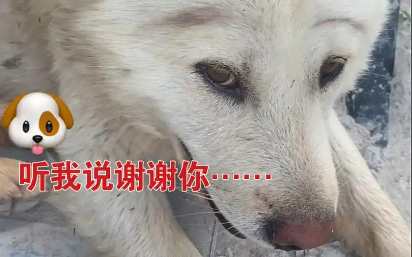 活动作品给狗画了眉毛狗听我说谢谢你