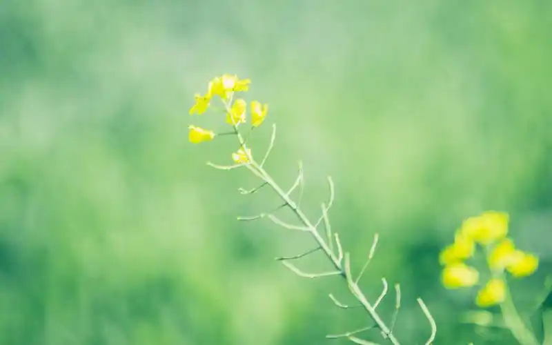 治愈系绿色植物图片桌面壁纸