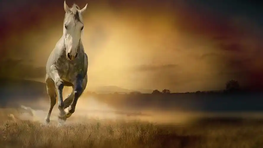 壁纸 马跑,正面图,草,雾,早晨 3840x2160 uhd 4k 高清壁纸, 图片