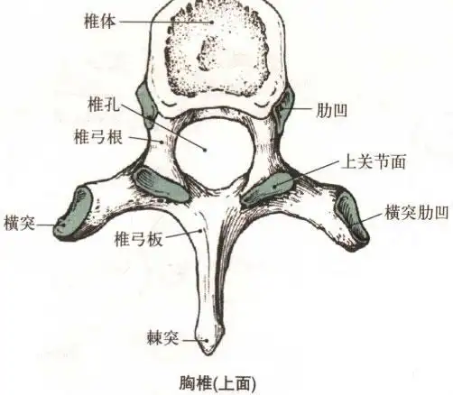 正常人体胸椎解剖图-人体解剖图