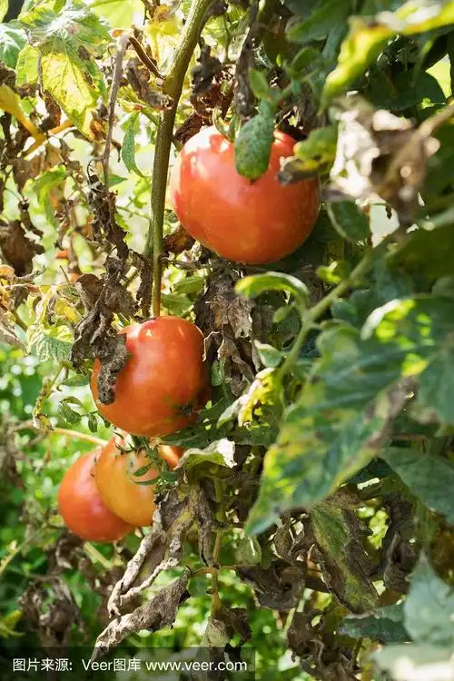 在田间种植的新鲜番茄果实