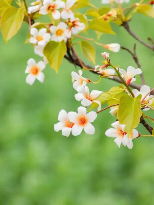 听说油桐的花语是情窦初开