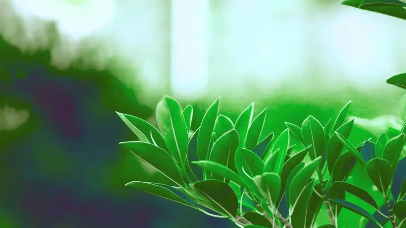 清新绿色树叶高清桌面壁纸高清大图预览1920x1080_植物壁纸下载_美桌