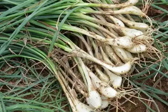 藠头是什么东西?