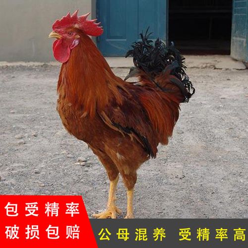 庄河大骨鸡种蛋 大骨鸡种蛋受精蛋可孵化小鸡肉鸡纯种新鲜土鸡蛋