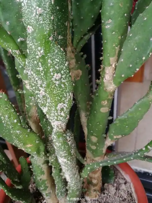 病害问题 打赏2花币 仙人掌上的白斑是虫卵吗?