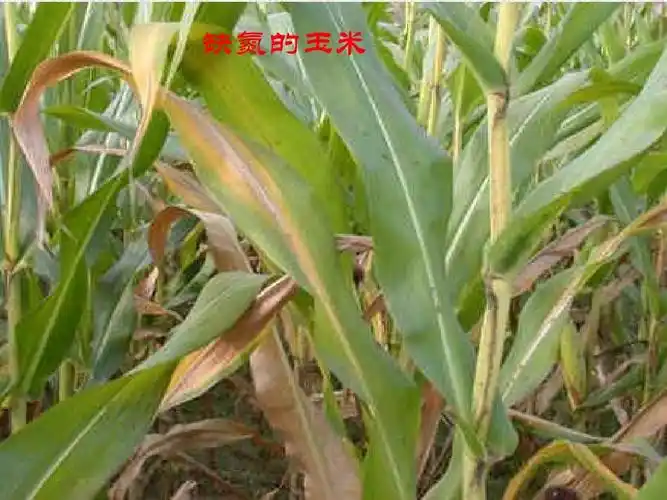 缺氮的玉米