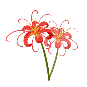 水彩中国风红色彼岸花透明底免抠