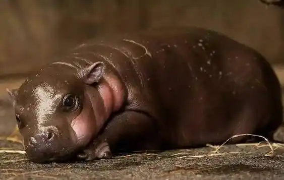 世界最小河马直击心灵的超级萌物网友太可爱心都化了