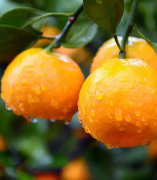 湖南常德石门特产柑橘蜜桔孕妇水果新鲜桔子10斤装