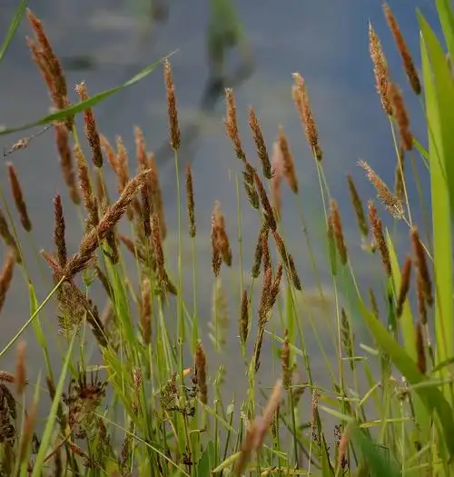 p>棒头草(学名: i>polypogon fugax /i> nees ex steud.