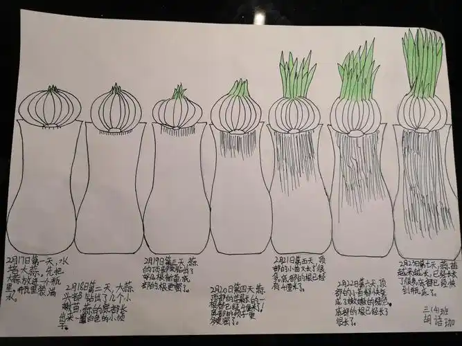 我用绘画形式记录的大蒜生长过程!