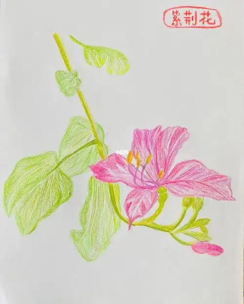 七月第二幅彩铅画紫荆花