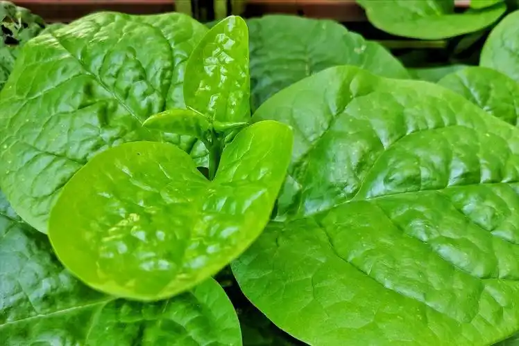 这6种绿叶菜,比牛奶含钙高,每天炒一盘,把全家老小钙都补足了