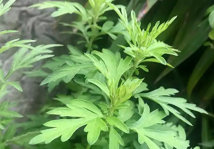 哪些植物可以驱蚊虫