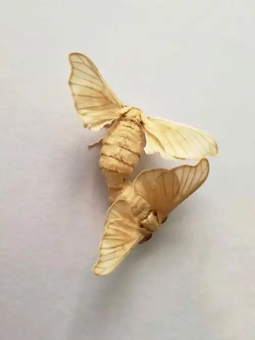 【云门回小和理课程】"我们来养蚕"——学校篇之破茧成蝶