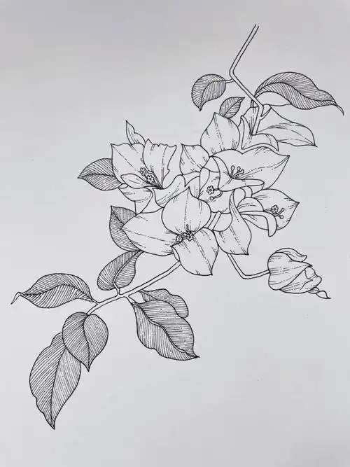 no91针管笔手绘三角梅千万别随便练习