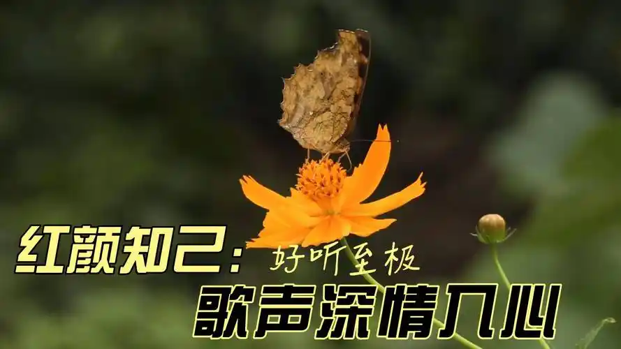 网红歌曲红颜知己旋律优美感人至深句句入心超级好听