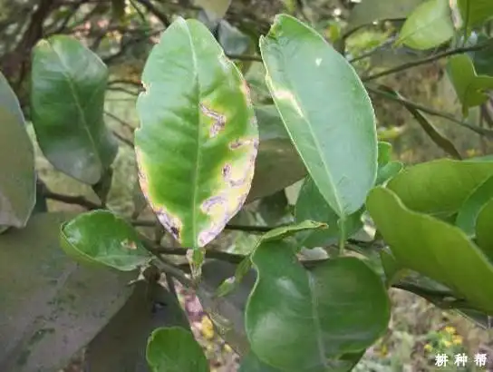 柚树病害附图片