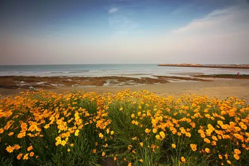 桃花岛花海-日照