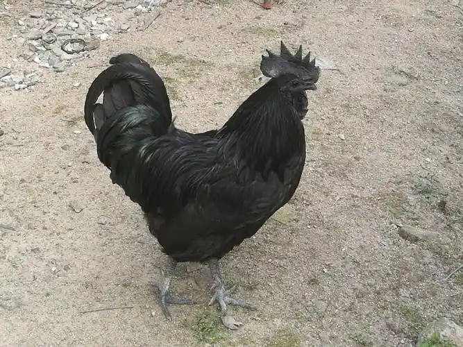 这个黑色的大公鸡,主人说500她都不卖呢