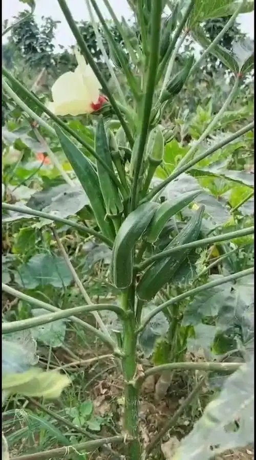 金龙源野生秋葵基地