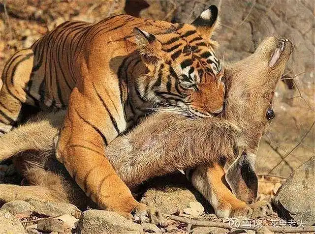 你们看过被追逐的羊群么?不推荐股票是我的底线