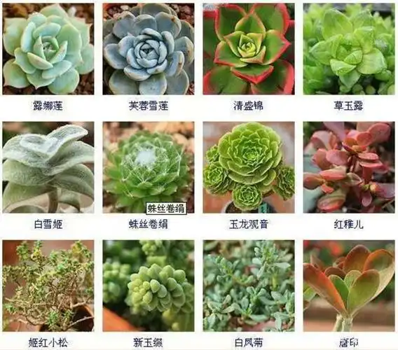 花卉养护小知识篇:超多肉植物图鉴