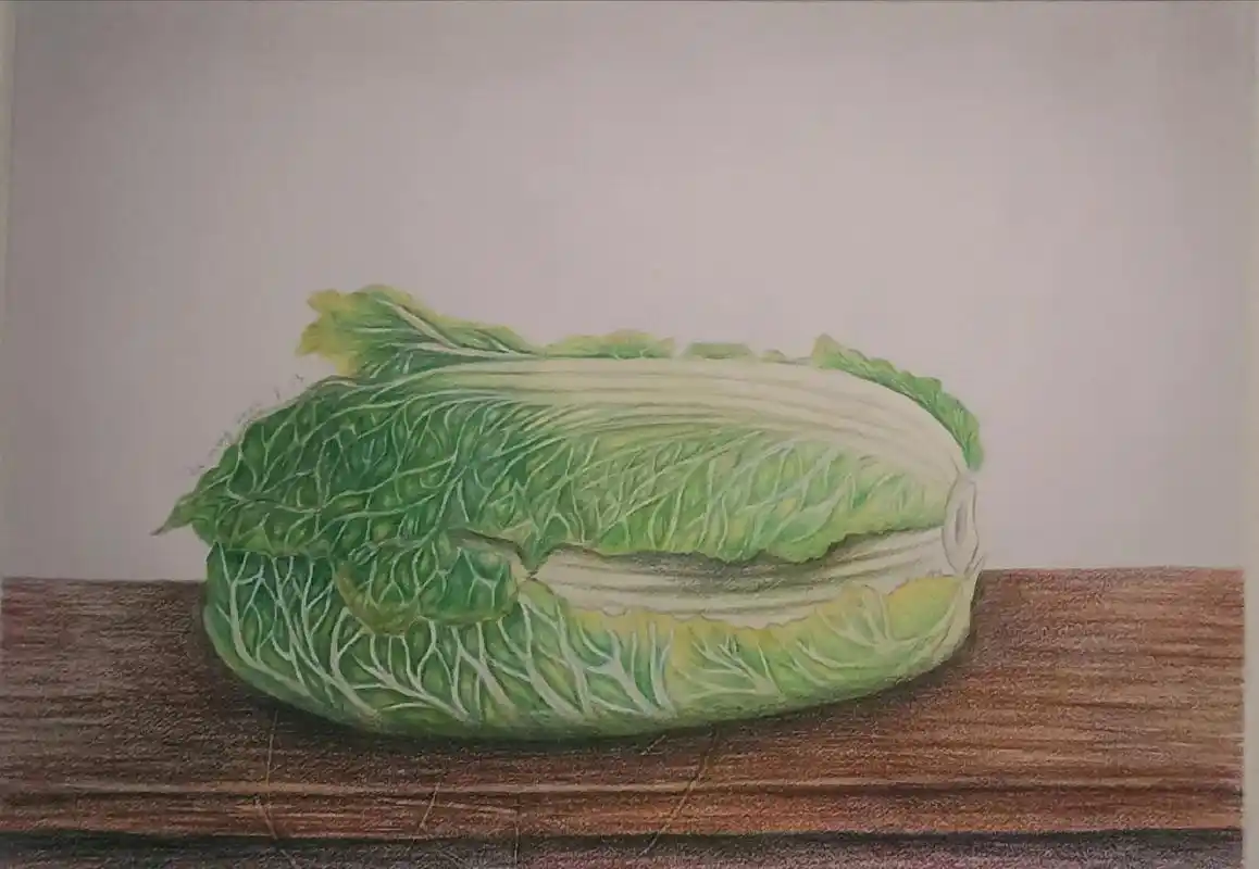 四开素描纸彩铅白菜