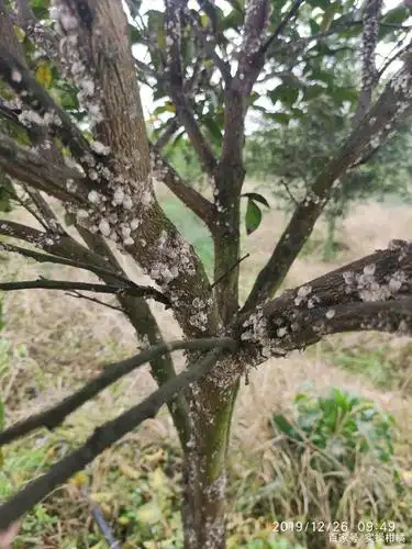 危害:轻微危害时其排泄物会覆盖叶片,影响果树光合作用,严重时果树