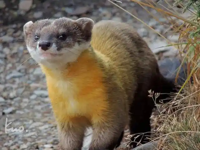 "萌兽"黄喉貂现身浙江九龙山!外形软萌可爱,真能猎杀野猪?