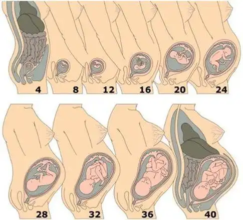 胎心随着怀孕周期变化,孕期胎儿胎心随着月份变化(怀孕后的子宫增长