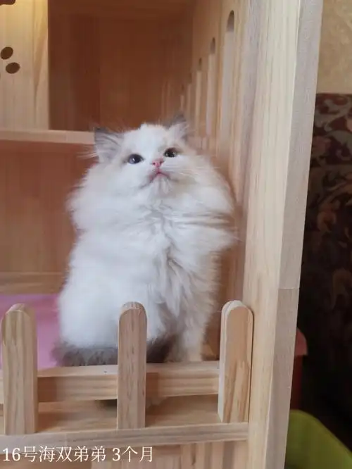 16号布偶猫海双弟弟出售中白菜价