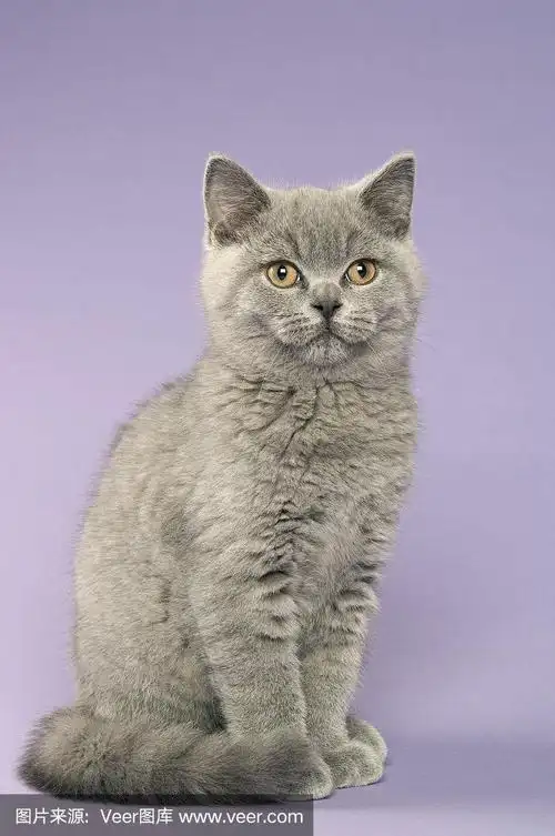 英国短毛灰猫