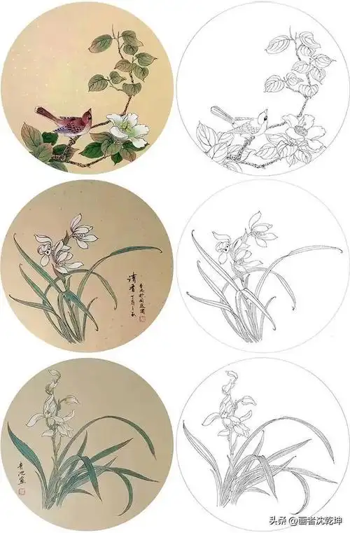 工笔画花鸟团扇白描底稿24幅,附彩图,学习临摹必备建议收藏