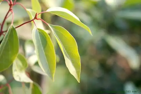 我的皮肤瘙痒用樟树叶只治3次就基本痊愈