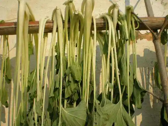 我家用自种长梗白菜(因为长梗白菜梗的部分所占比例大,腌制后吃味好)