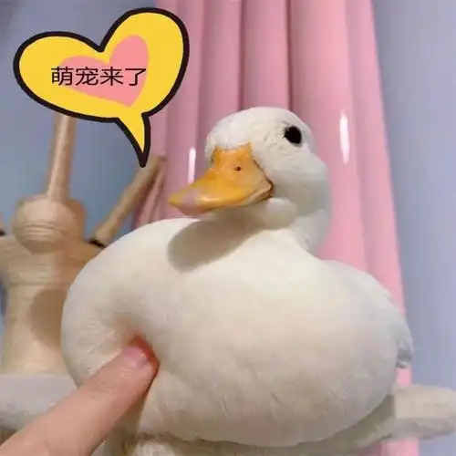 宠物柯尔鸭苗网红小黄鸭幼崽学生宠物粘人网红柯尔