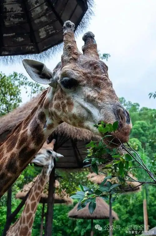 福州动物园在哪里与超能动物亲密互动领略惊人的自然奇观