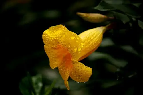 沾满露珠的花儿别样美