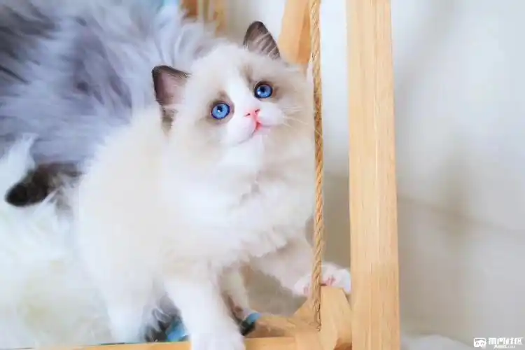 双色布偶猫 枫叶大开脸 满耳满背