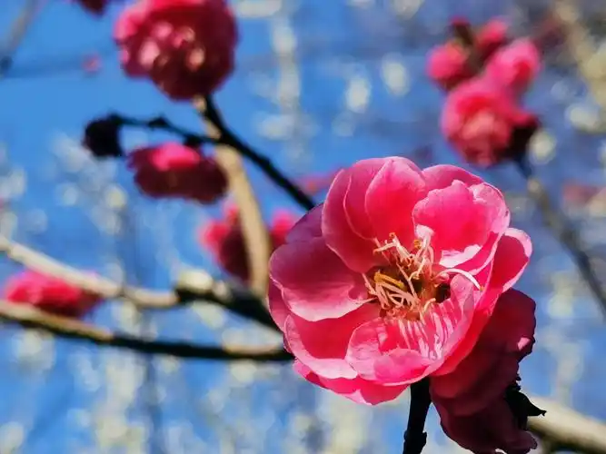 梅花,腊梅花,雪下的风景